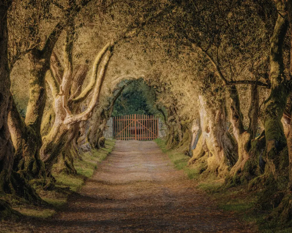 Enchanted forest pathway with iron gate
