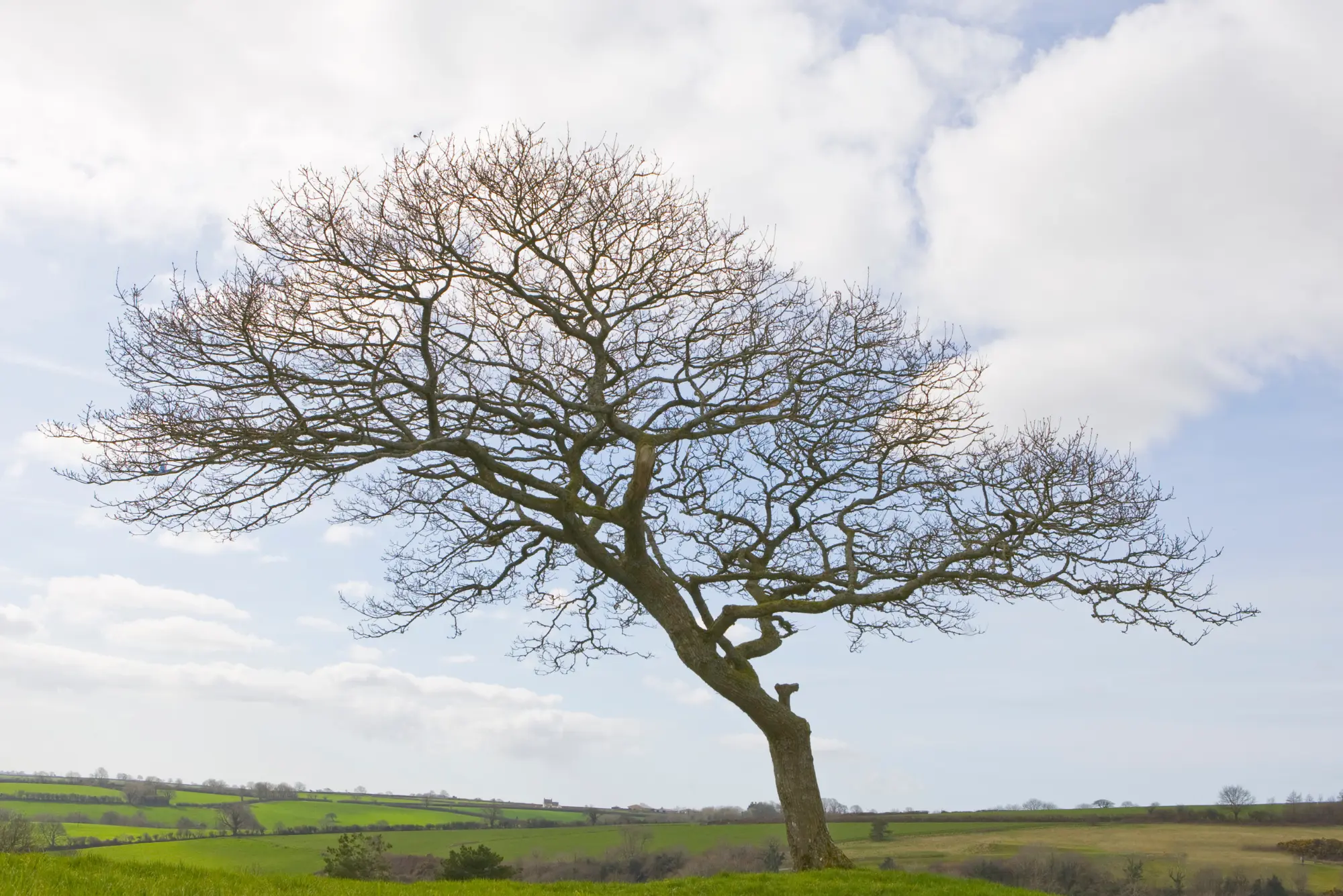 a tree with no leaves